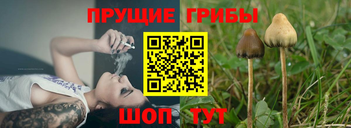 Галлюциногенные грибы ЛСД  купить наркоту  Псилоцибиновые грибы мицелий  Алапаевск  Вход с VPN 